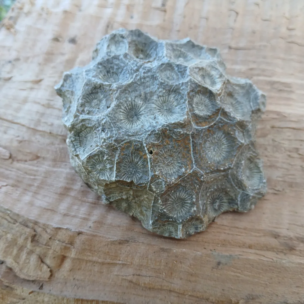 Natural Reptile Habitat Decor